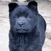 东莞塘厦五黑犬（要🐶刘店话）