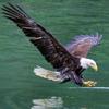 雄鹰金牌.🦅