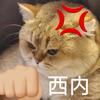 11猫大魔王