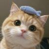 橙橙小猫♚ʸᶠ（抽象版）