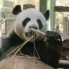 大能猫灵岩