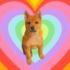 中华田园犬～豆包儿