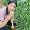 唐唐姐的药食园