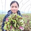小林在江苏种菜
