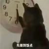 环球魅宠猫狗用品店