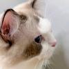 猫酱汪汪忘