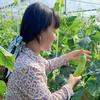 新荣村莉莉姐