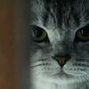 胖熊猫