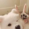 依赖小森的出现.🐾
