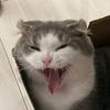 小猪护身符