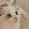 爱唱歌的猫
