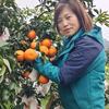 金土地果业杨丽芬