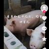 土猪肉批发零售