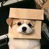 叉叉