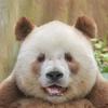熊猫七仔