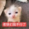 没狸猫:异环洛克王国
