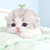 cupid
