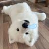 失小眠狗