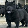 五黑守家犬