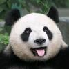 落山风