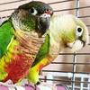 家有鹦鹉