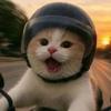 猫卷卷