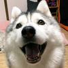 二狗追剧