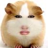 思思猪