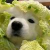 地球online的一名npc