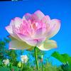 巧菊
