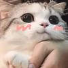 航航