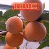 柿柿如意