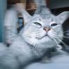 大！能！猫！