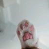 猫爪影视
