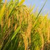 🌾金麦穗🌾