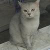 喵酱sleepycat