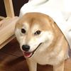 豆狗旺财🐶