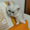 活的不如猫