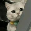 小猫我啃啃啃啃啃啃啃