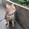 豆包是只猫(^_^)