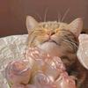 猫喜
