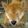 棵儿