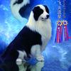 亮点犬舍