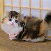 居人的猫猪
