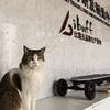 星舰猫
