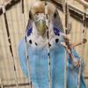 我是一只parrot