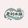 老刘水族