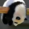 萌咩咩