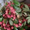 伤感的my