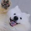 小斗不狗🐶